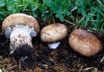 Agaricus lilaceps - Fungi Species | sokos jishebi | სოკოს ჯიშები